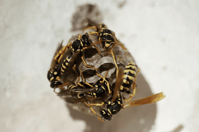 Rid A Bug Wasp And Hornet Killer Sds | edu.svet.gob.gt