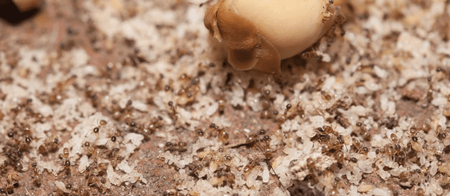 ghost ant infestation